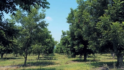 Pecan nut farming: High cost, big returns