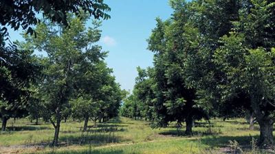 Pecan nut farming: High cost, big returns