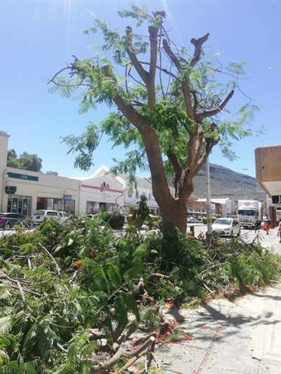 Tree 'cut down to size'