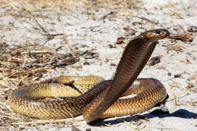 Beware, snake season is never over