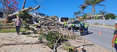 Goodbye, great tree