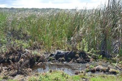 Aqunion insists there are no wetlands