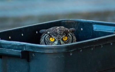 Giving a hoot about Thesen's owls