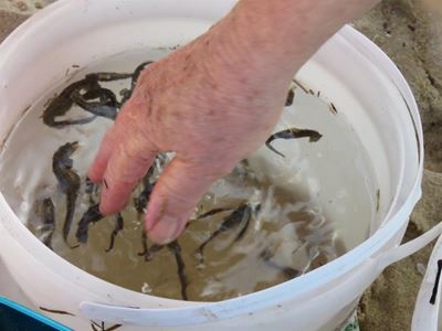 Nearly 800 stranded seahorses saved