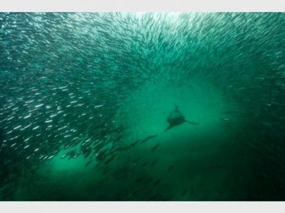 Sardine Run becomes source of food security during Covid-19