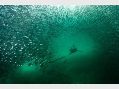 Sardine Run becomes source of food security during Covid-19