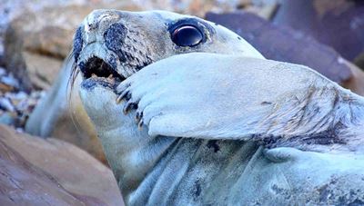 Santos Beach hosts special seal