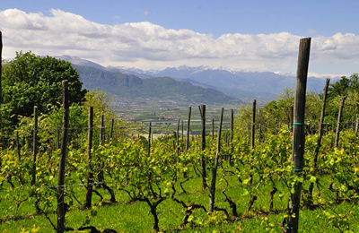 Cape Winelands becoming hot spot for farm attacks