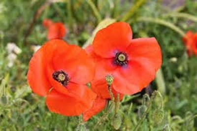Motorcycle clubs: join Remembrance Day Parade on Saturday