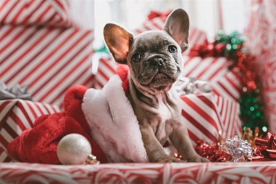 Find gifts for the furry family
