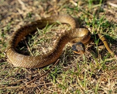 Ssslang soek slukkie koffie op Hartenbos