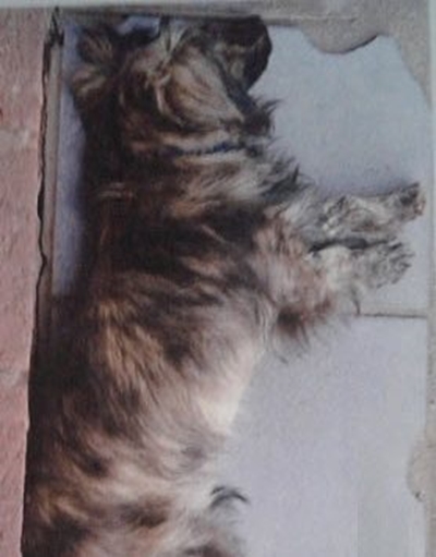 Dog stolen from Loerie Park