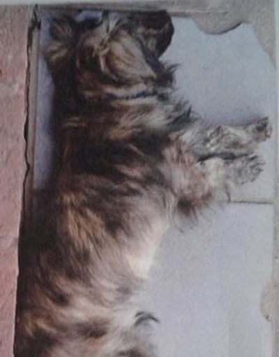 Dog stolen from Loerie Park