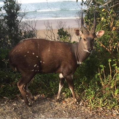 Knysna's unique lockdown nature