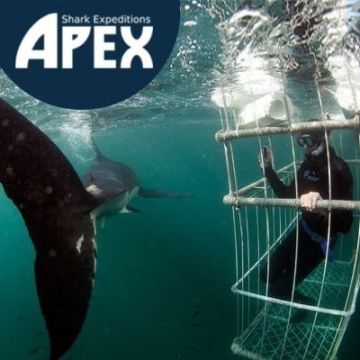 The lowdown on shark cage diving 