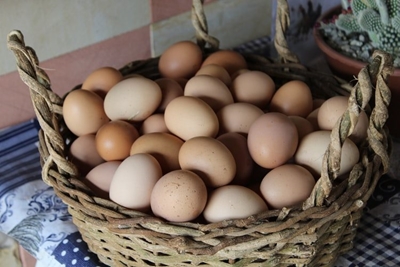Bela-Bela egg farm tells an excellent story