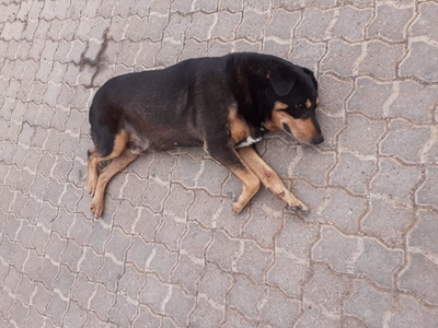 Is this your dog?