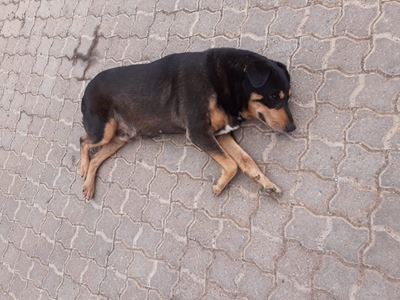 Is this your dog?