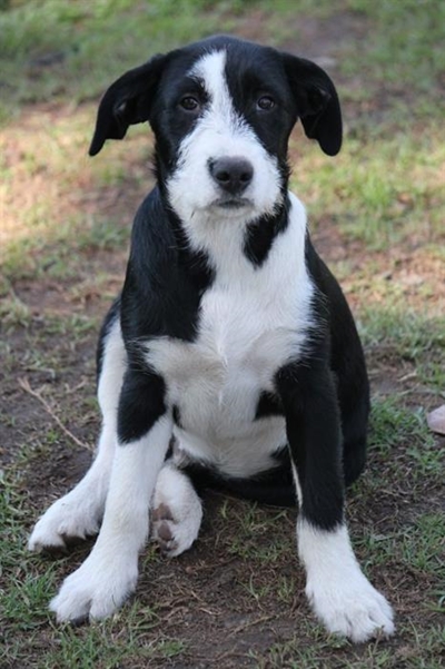 Give a puppy a second chance