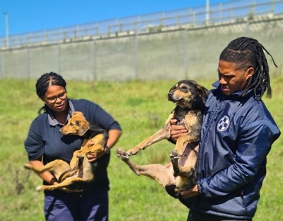 Honde gemartel, kinders voor hof