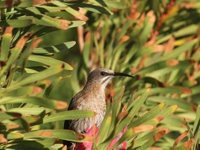 Birding in SA's National Parks