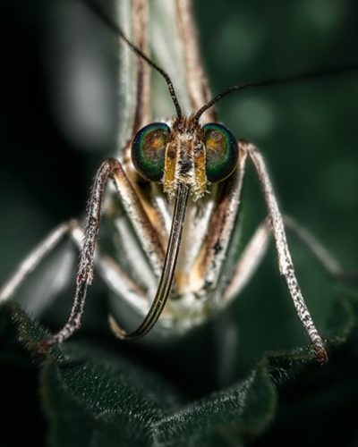 Tackling emerging antimalarial drug resistance in Africa
