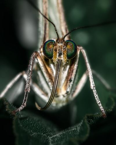 Tackling emerging antimalarial drug resistance in Africa
