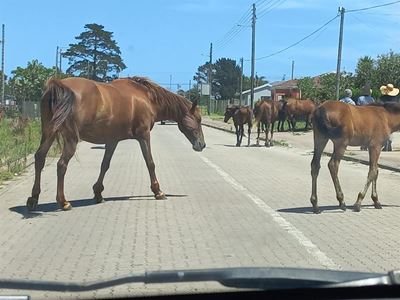 Bok-bok speel nie in die hok