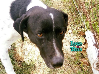 Dogs available at the SPCA