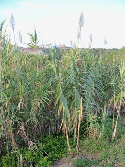 Help to reduce alien vegetation