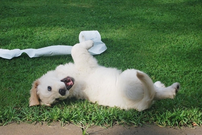 Hard-hitting reasons NOT to punish your dog