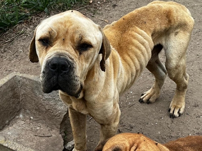 Boerboel breeder sentenced