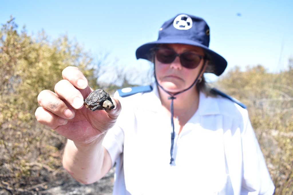 Dana Bay fire leaves trail of wildlife destruction