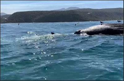 Whale carcass swept away by currents 