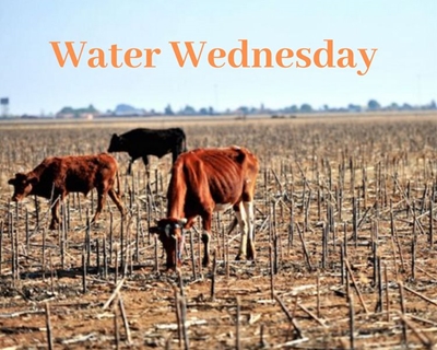Water Wednesday