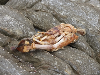 "Die voet" by Morrispunt in Stilbaai