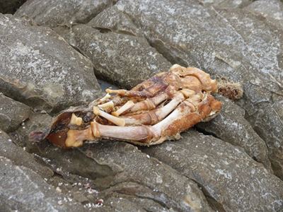 "Die voet" by Morrispunt in Stilbaai