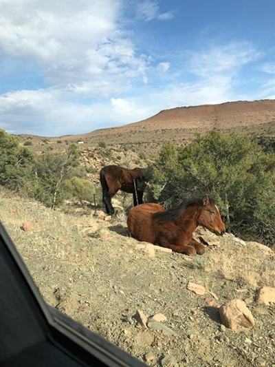 SPCA saves mare and foal 