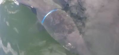 NSRI volunteer frees shark from plastic entanglement