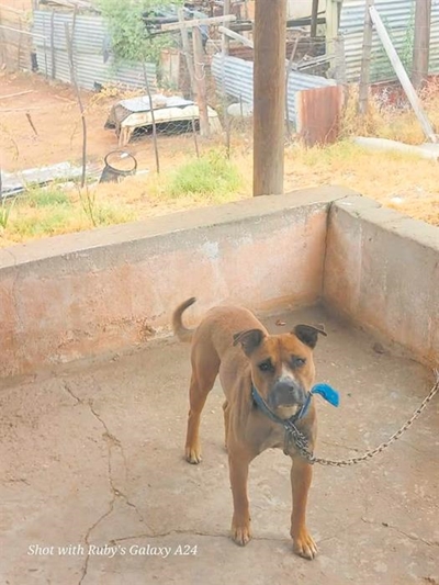Klag ondersoek na hond agter bakkie gesleep word