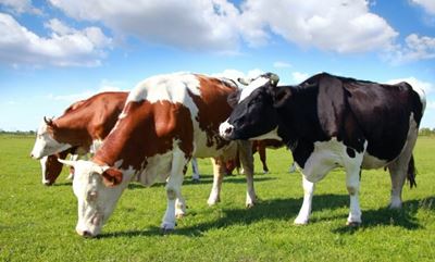 Foot-and-mouth disease outbreak: Disease management area declared