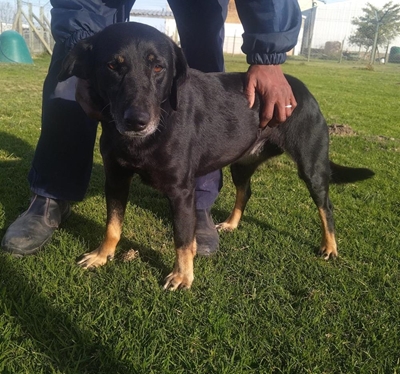 Adopt a pet from SPCA