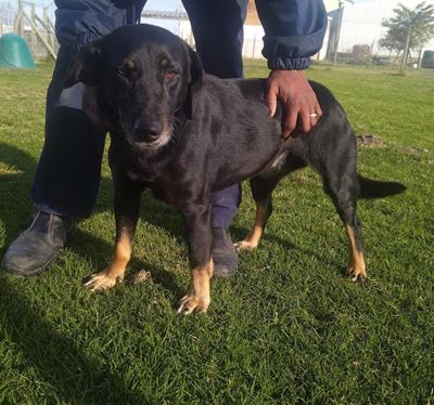 Adopt a pet from SPCA
