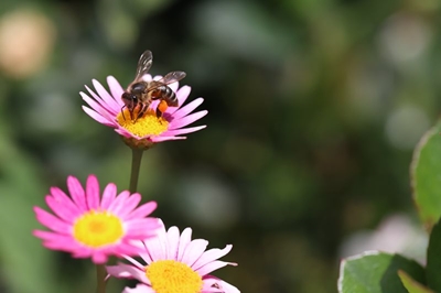 Cape honeybee celebrated on World Bee Day