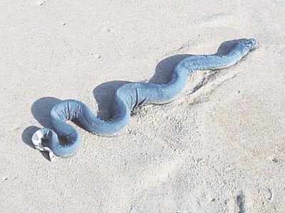 Rough seas bring highly venomous sea snakes to Plett beaches