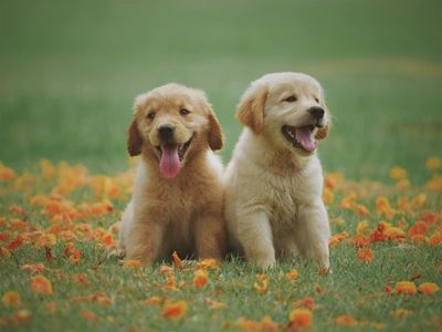 Natural remedies for four common pet problems