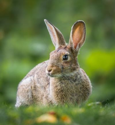 Northern, Western Cape rabbits under threat after mystery disease emerges