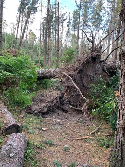 Winds leave trail of toppled trees
