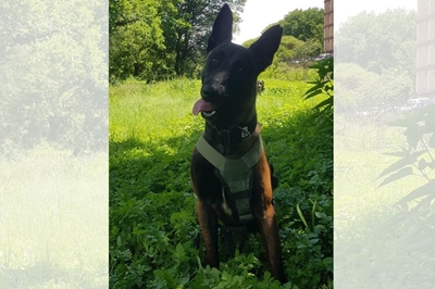 Search for missing K9 called off after Jett presumed dead