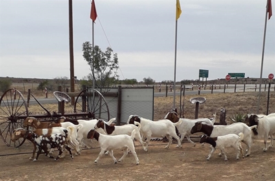 You've 'goat' to be kidding me!